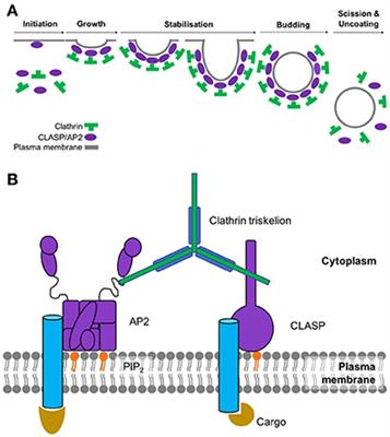 Weak Molecular Interactions in Clathrin-Mediated Endocytosis